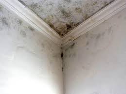 Professional Mold Inspection in Rio Grande, OH